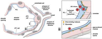 The pathogenesis of influenza in intact alveoli: virion endocytosis and its effects on the lung’s air-blood barrier